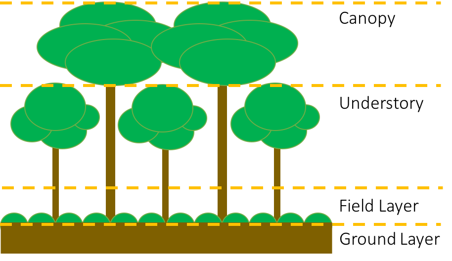 Short Term Ecological Effects Learning in the Leaves