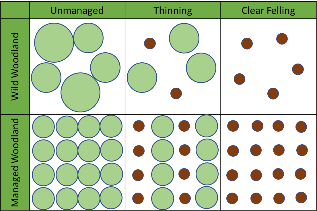 Managing Woodland – Learning in the Leaves